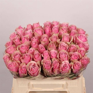 R Gr Athena Royale Mlima