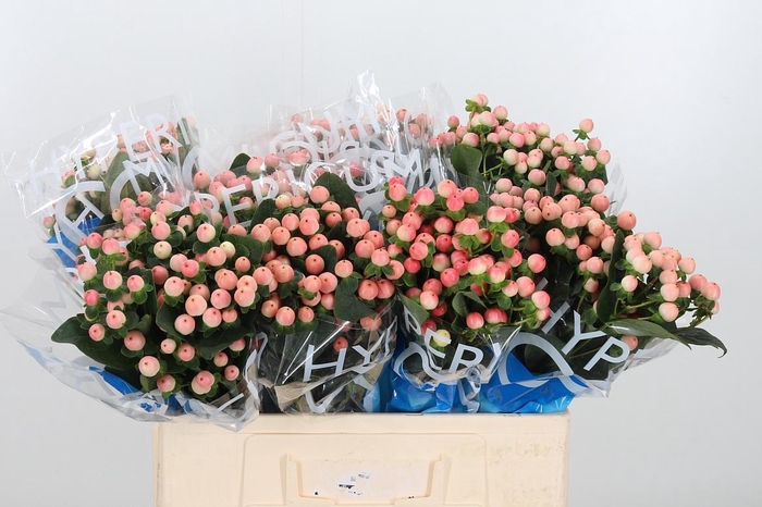 <h4>Hyp Coco Tiamo</h4>