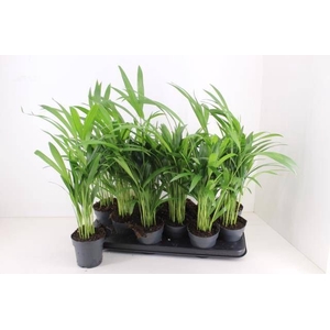 DYPSIS LUTESCENS