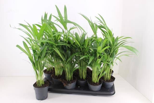 <h4>DYPSIS LUTESCENS</h4>