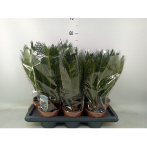 Cycas revoluta