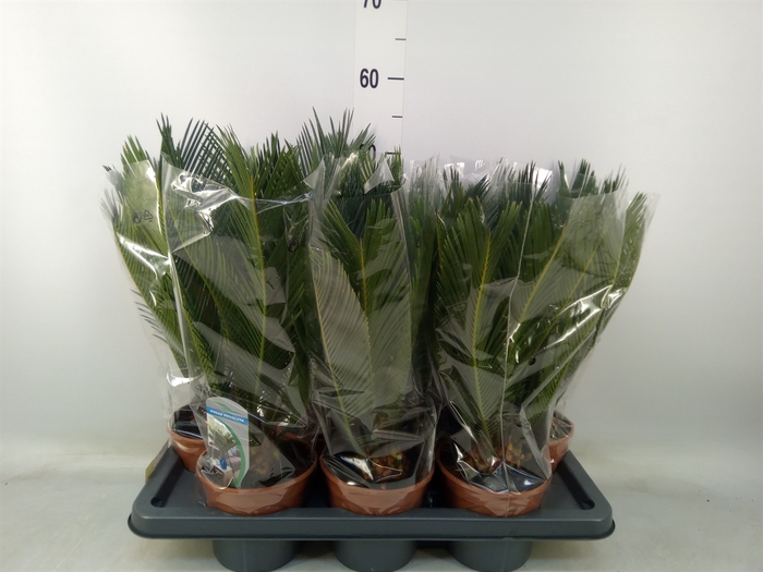 <h4>Cycas revoluta</h4>