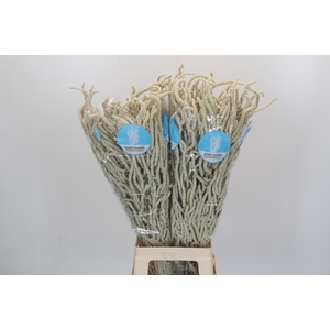 Amaranthus Yearming Desert