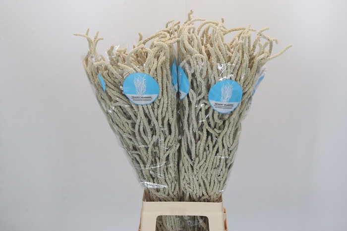 <h4>Amaranthus Yearming Desert</h4>