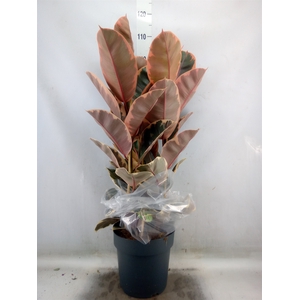 Ficus elastica 'Belize'