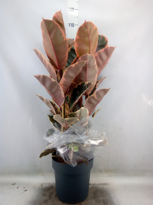 <h4>Ficus elastica 'Belize'</h4>