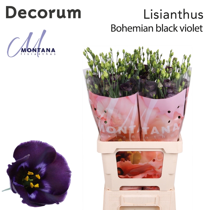 <h4>Eust Bohemian Black Violet</h4>