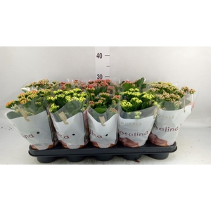 Kalanchoe blos. 'RoyalDon'   ..mix
