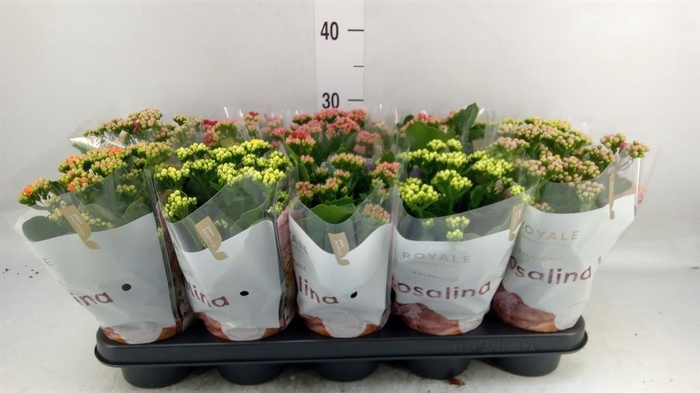 <h4>Kalanchoe blos. 'RoyalDon' ..mix</h4>