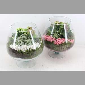 arr2 PL - Glas cognac x2 - roze/wit