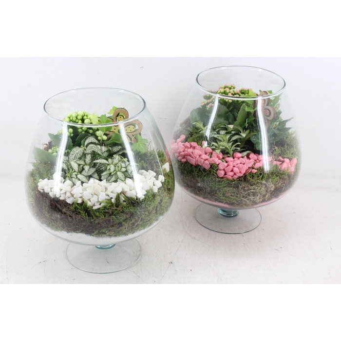 <h4>Arr2 Pl - Glas Cognac X2 - Roze/wit</h4>