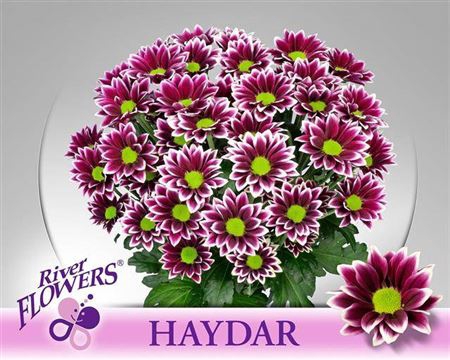 <h4>Chr T Haydar</h4>