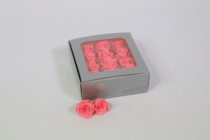 <h4>Rosa Preserved Baby Pink Mini Petite</h4>