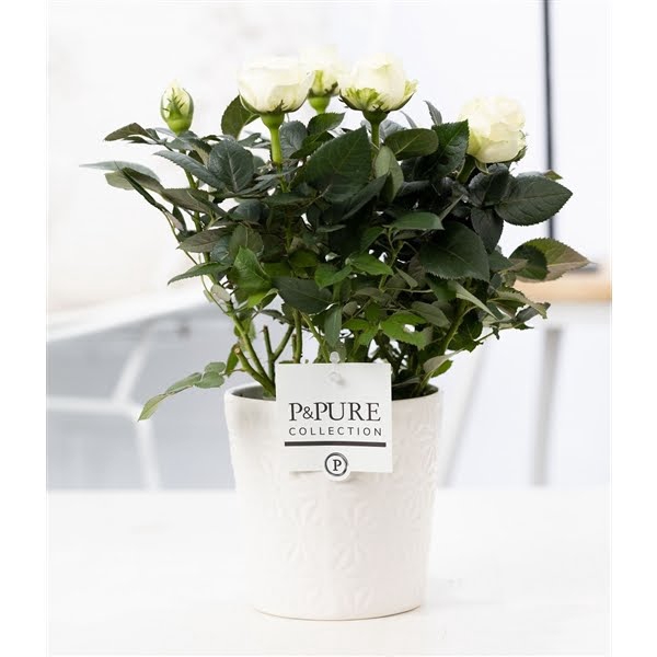 <h4>Rosa white in P&PURE Juliette ceramics white</h4>