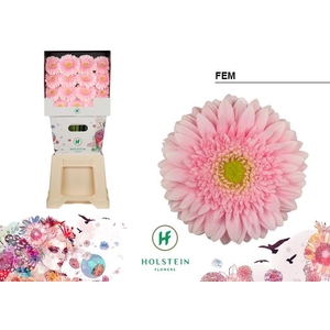 Gerbera diamond fem