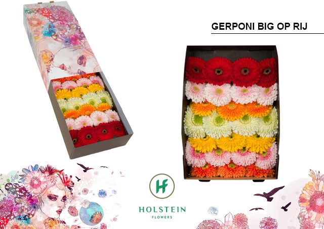 <h4>Gerbera Pomponi Mix Pomponi Doos</h4>