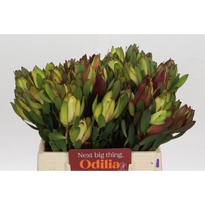 Leucadendron Senorita