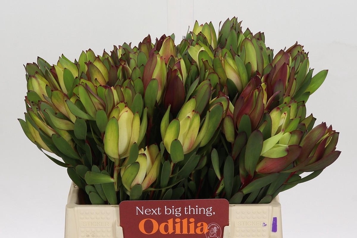 <h4>Leucadendron Senorita</h4>