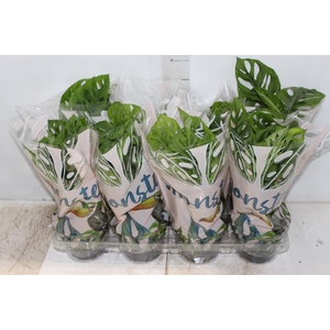 MONSTERA OBLIQUA ADANSONII P15