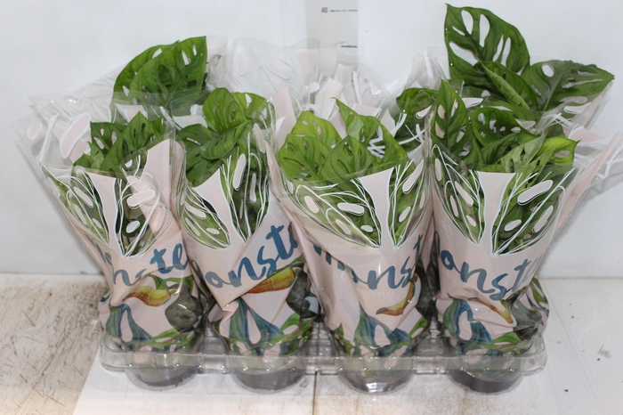 <h4>MONSTERA OBLIQUA ADANSONII P15</h4>