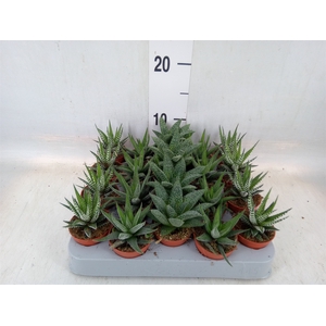 Aloe   ...mix