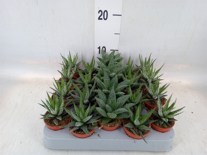 <h4>Aloe   ...mix</h4>