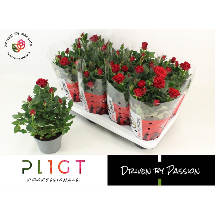 <h4>RO SCA MERCEDES KORD</h4>