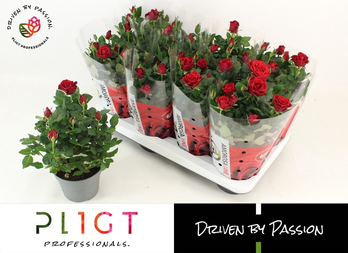 <h4>RO SCA MERCEDES KORD</h4>