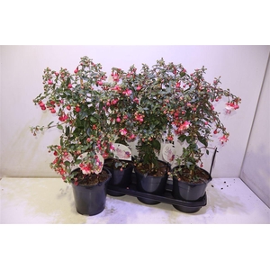 Fuchsia Ov