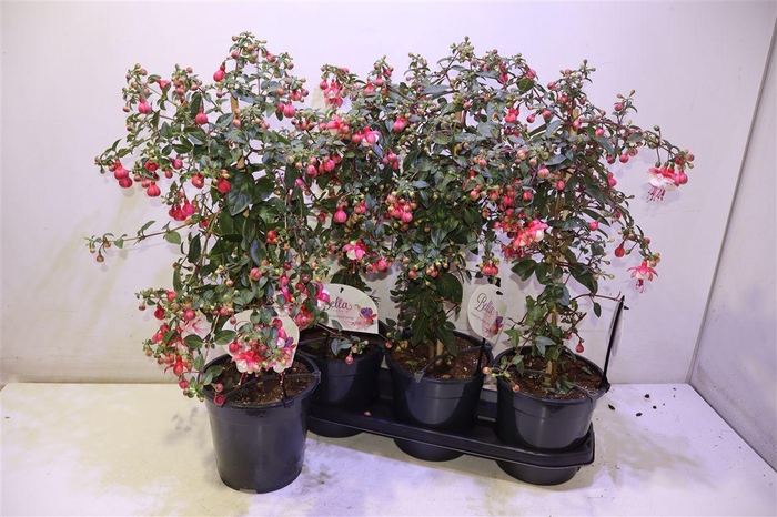 <h4>Fuchsia Ov</h4>