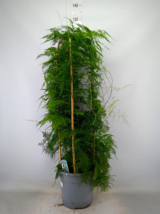 <h4>Asparagus setaceus</h4>