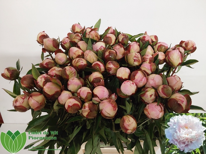 <h4>PAEO L GARDENIA</h4>
