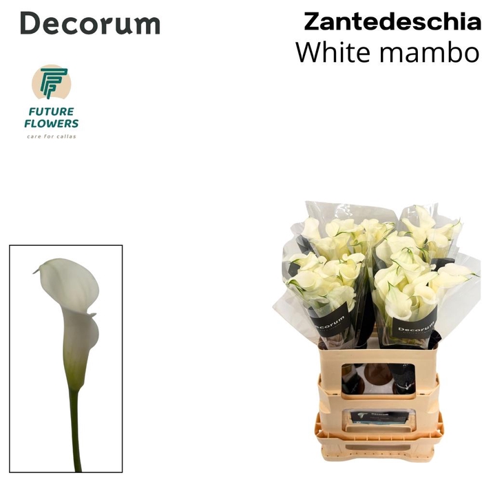 <h4>ZANT WHITE MAMBO</h4>