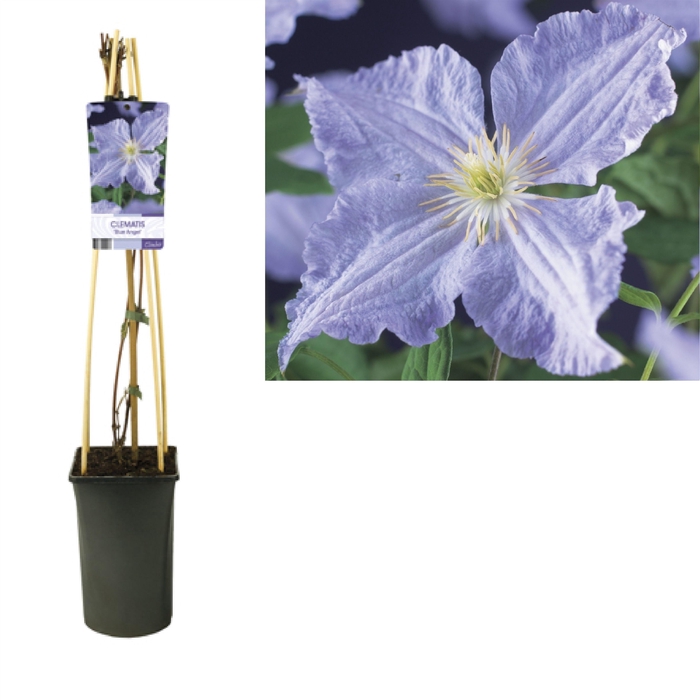 <h4>Clematis 'Blue Angel' +light label</h4>