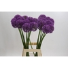 Allium Grootbloemig
