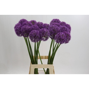 Allium Grootbloemig