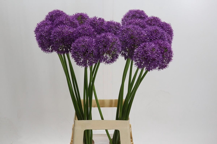 Allium Grootbloemig