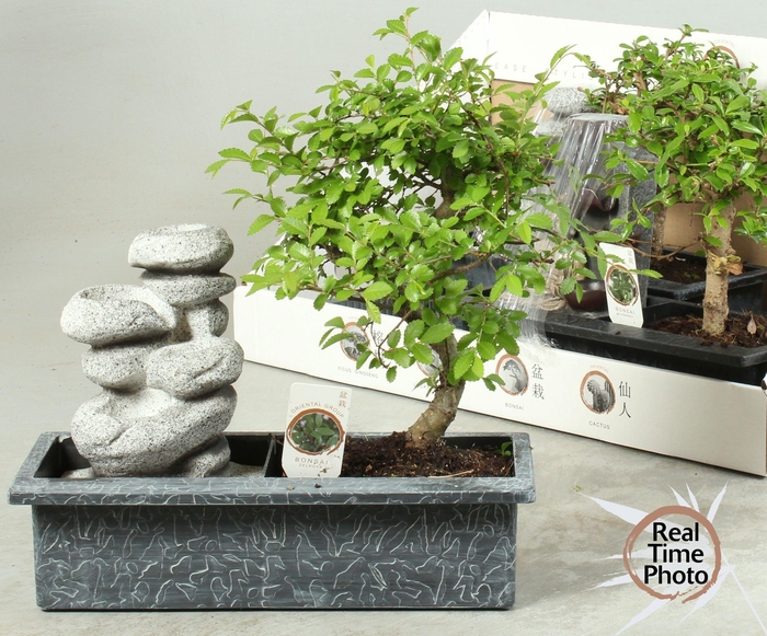 <h4>BONSAI GEM</h4>