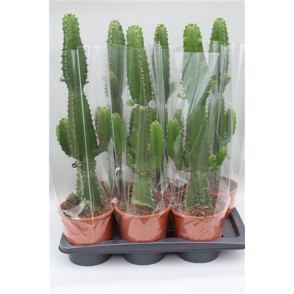<h4>Euphorbia Acrurensis</h4>