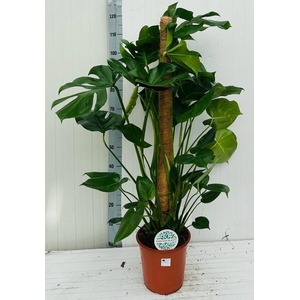 MONSTERA DELICIOSA