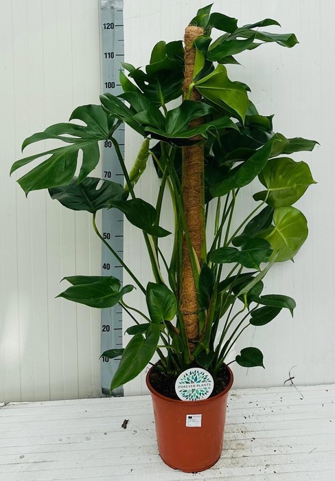 <h4>MONSTERA DELICIOSA</h4>