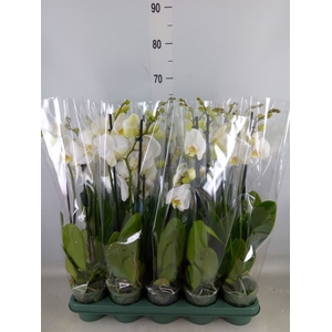 Phalaenopsis   ...white