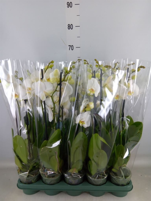 <h4>Phalaenopsis   ...white</h4>