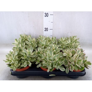 Crassula   ...