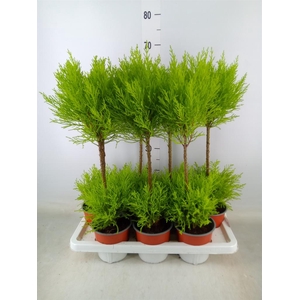 Cupressus macro. 'Goldcrest Wilma'