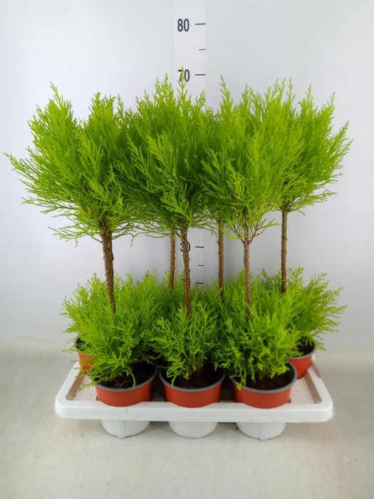 <h4>Cupressus macro. 'Goldcrest Wilma'</h4>