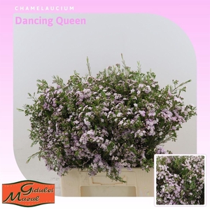 Chamelaucium Dancing Queen