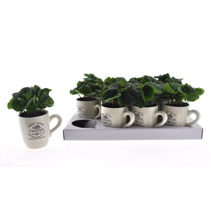 <h4>COFFEA ARABICA</h4>