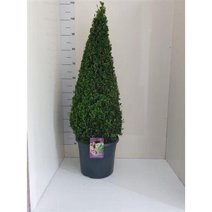 Buxu Sempervirens