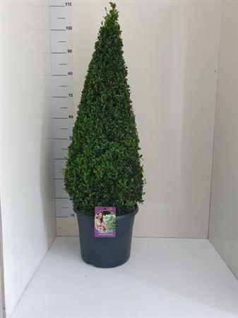 <h4>Buxu Sempervirens</h4>